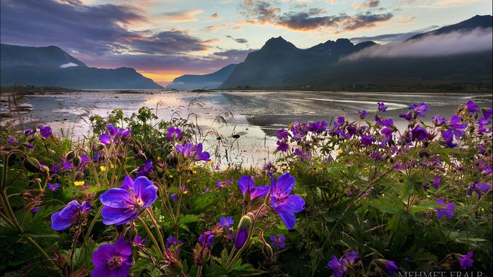 Purple flowers in front of mountains at sunset