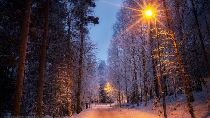 Snowy forest road with streetlights