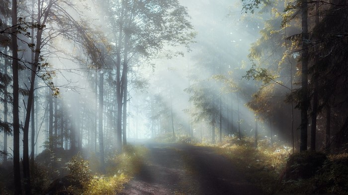 Sunbeams through foggy forest path
