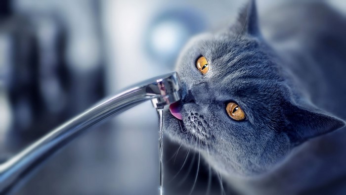 British Shorthair cat drinking water from a faucet