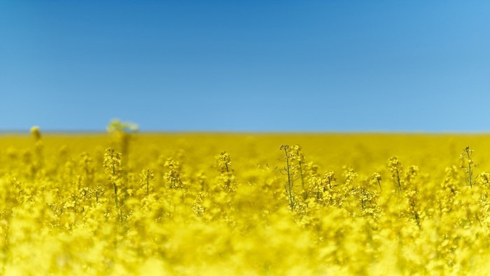Field of yellow flowers under a blue sky