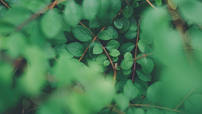 Green Leaves and Branches