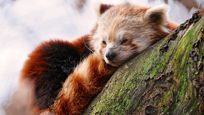 Red panda sleeping on a mossy tree branch