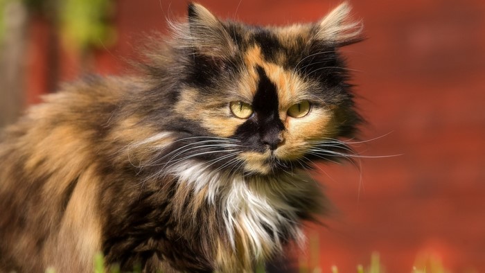 Tortoiseshell cat with yellow eyes