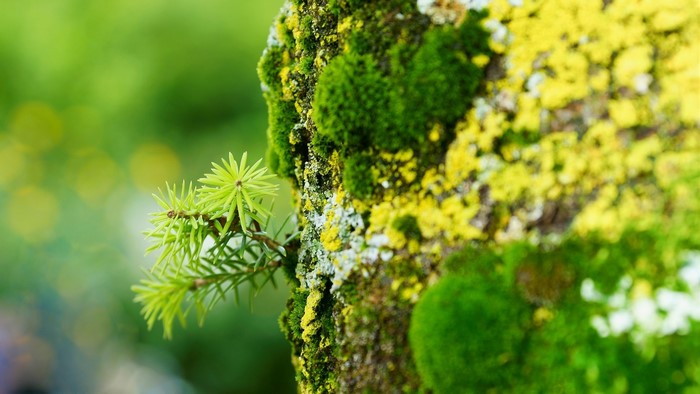 Close-up of moss and lichen on a tree trunk with a pine sprig
