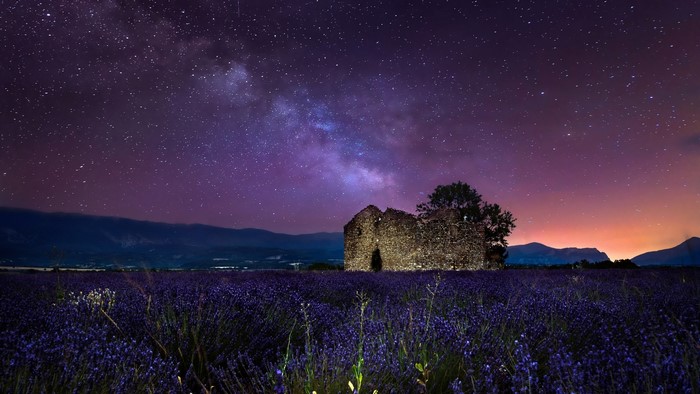 Lavender field under the Milky Way