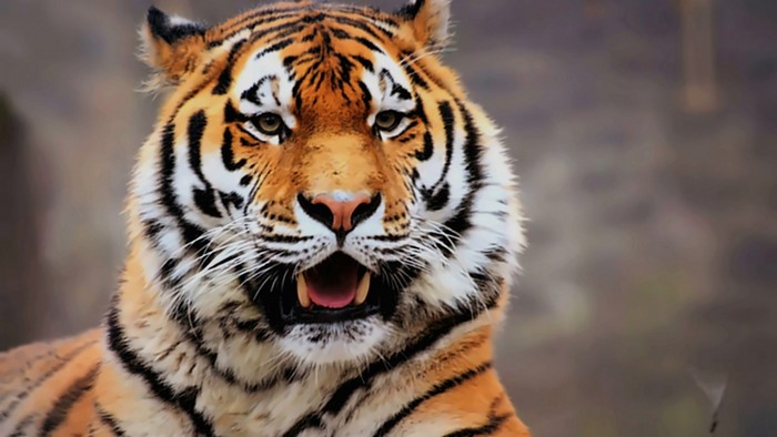 Amur tiger close-up