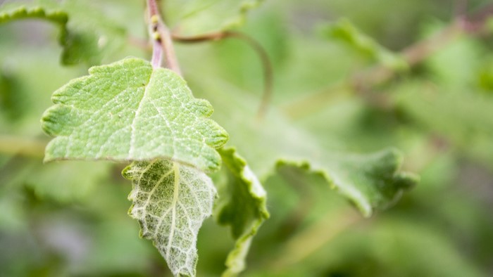 Green Leaves