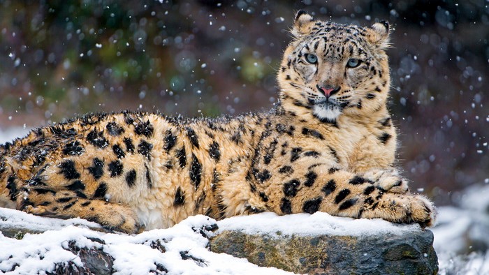 Snow Leopard in Snow