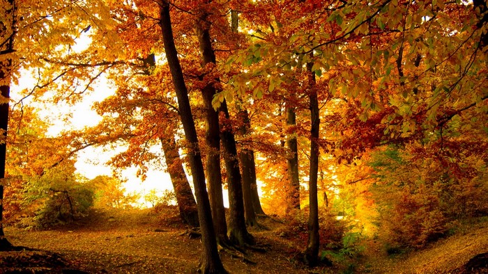 Golden Autumn Forest Path