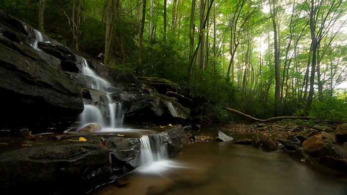 Waterfall in a Lush Green Forest