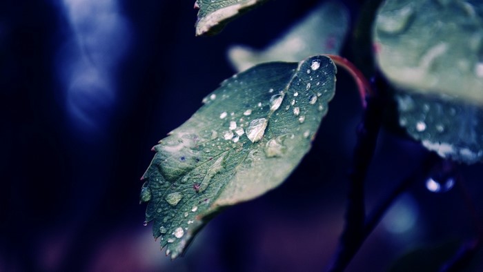 Water Drops on Green Leaf