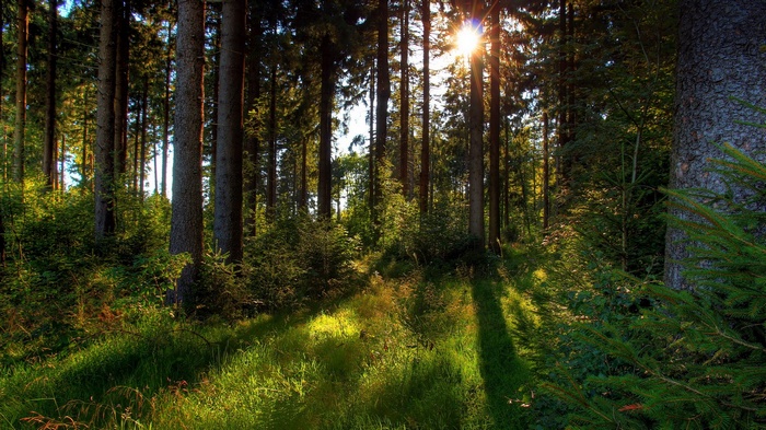 Sunlight filtering through a dense forest canopy
