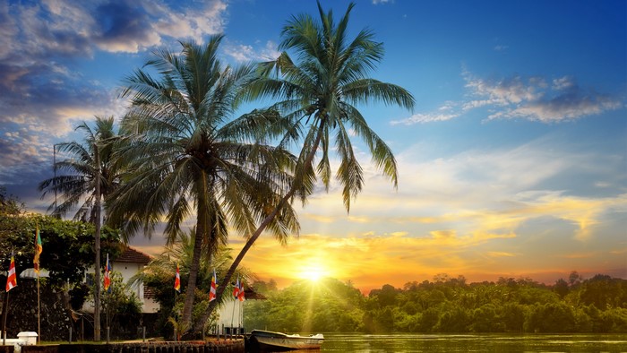 4K Tropics with Palm Trees and Sunset
