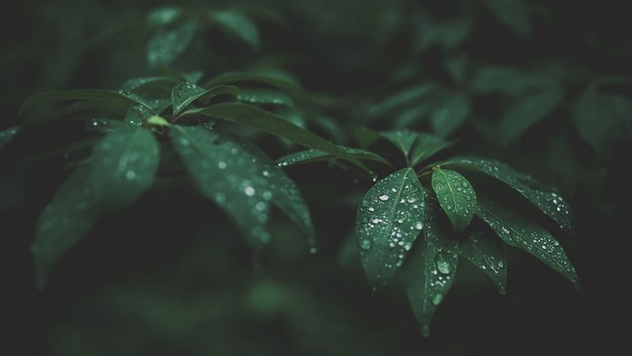 Water Drops on Dark Green Leaves