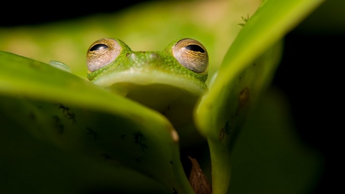 Green frog peeking from behind leaves