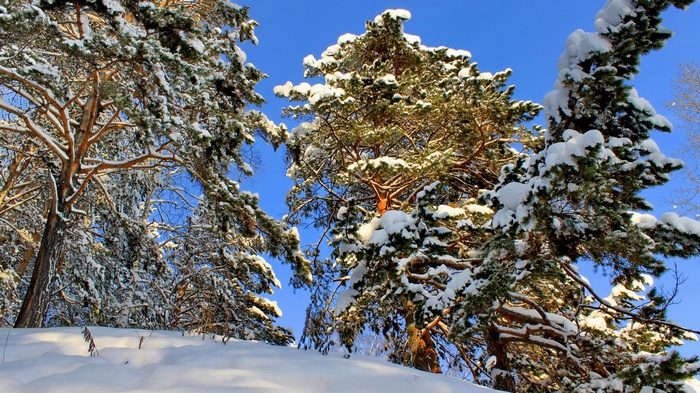 Snow-covered pine trees against a blue sky