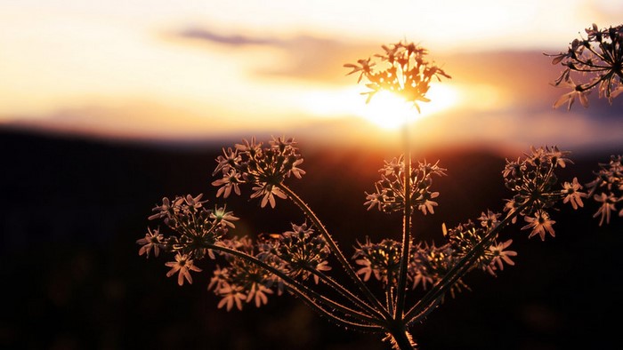 Wildflowers silhouetted against a sunset