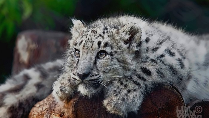 Snow Leopard Cub Resting on Logs