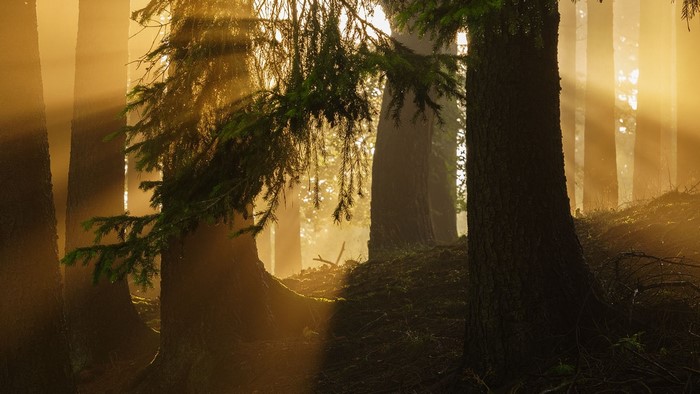Sunlight beams through a misty forest