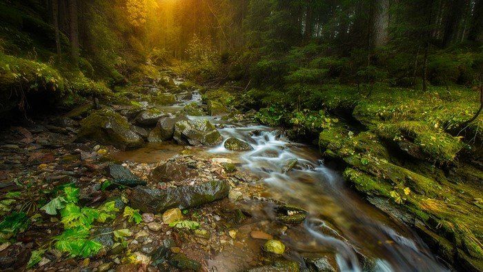 Forest creek with mossy rocks and sunlight