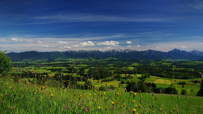 Green valley with mountains and flowers