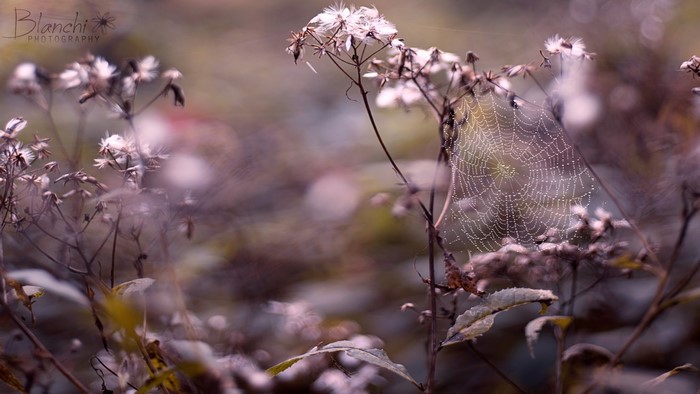 Dewdrops on a spiderweb on a plant