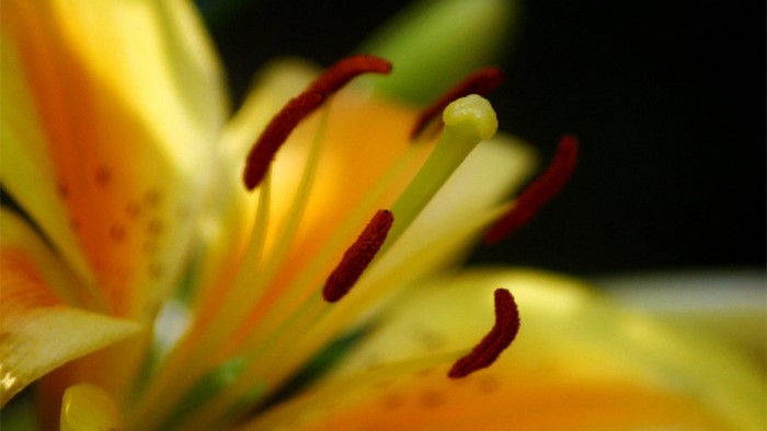 Close-up of a yellow lily stamen and pistil