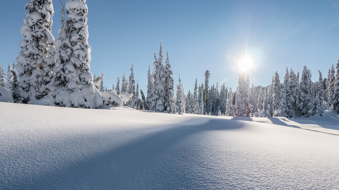 Snow-covered pine trees in Strathcona Provincial Park, 4K
