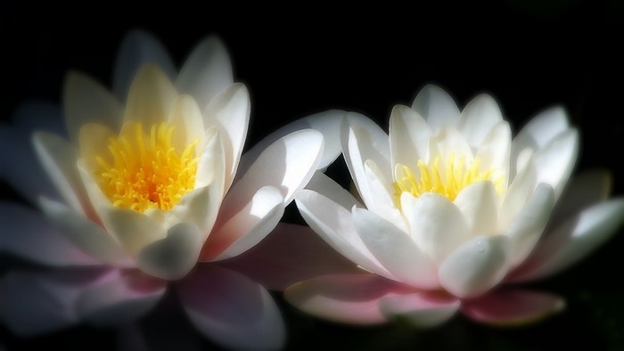 Two white water lilies with yellow centers