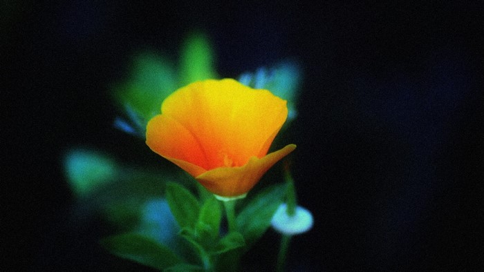 Orange California Poppy Flower