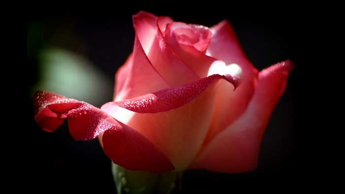 Close-up of a pink and white rose with dew drops