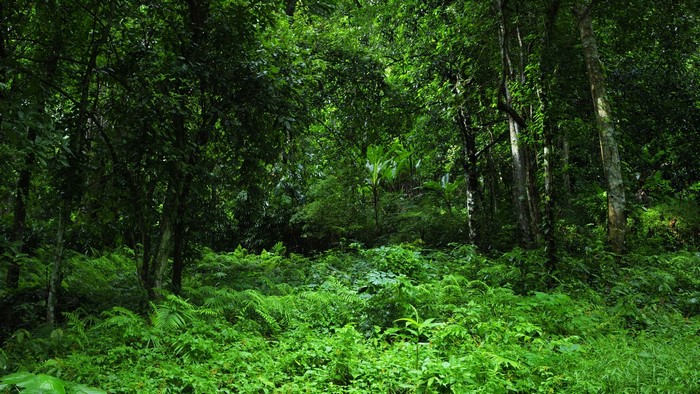 Dense jungle with lush green foliage