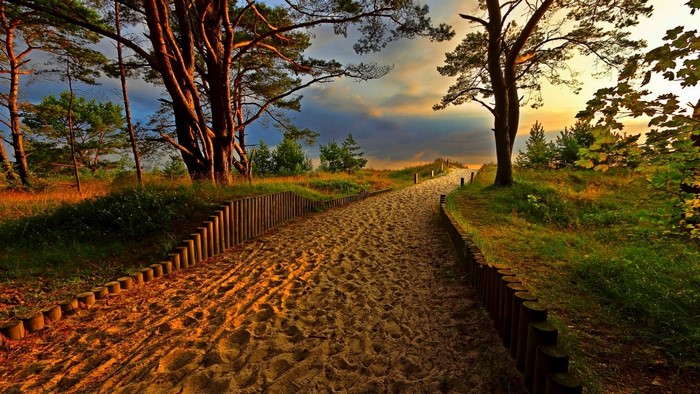 Sandy path through trees at sunset