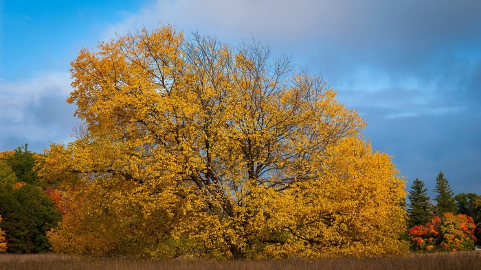 Golden Tree in Fall Landscape