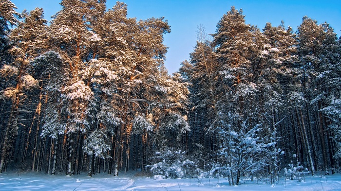 Snow-covered pine forest under a clear blue sky