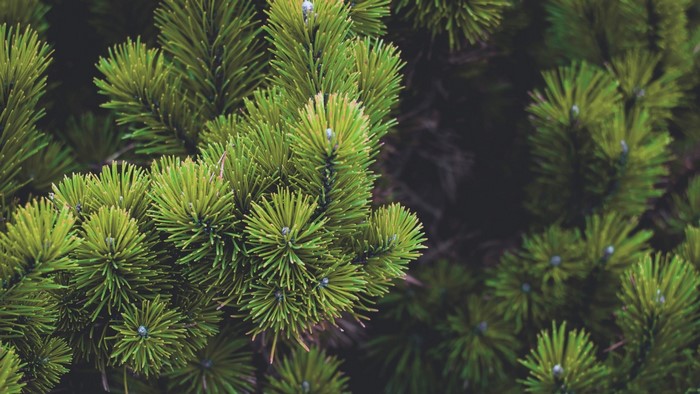 Close-up of Pine Tree Needles