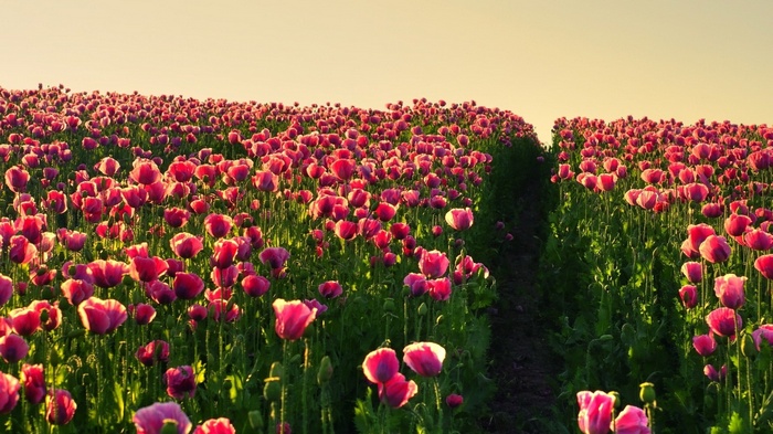 Field of pink poppies at sunset