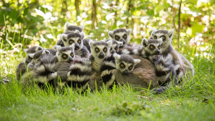 Lemur family in grass