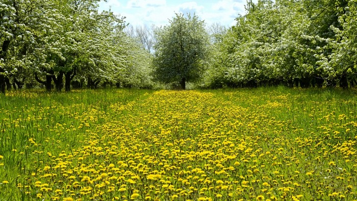 Field of yellow flowers and blooming trees