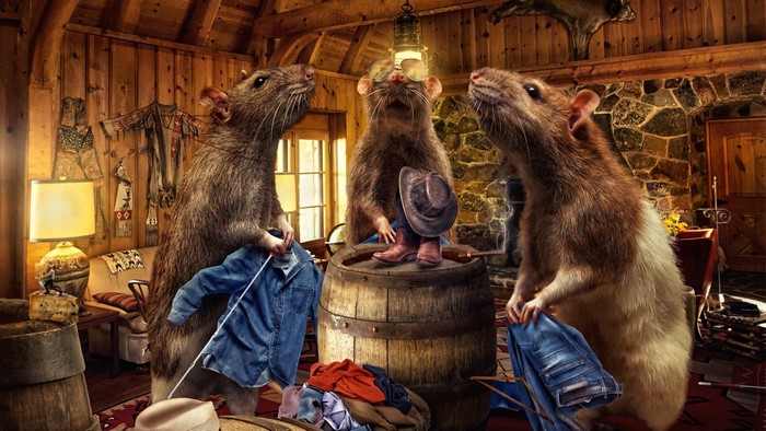 Rats in cowboy attire in a rustic cabin