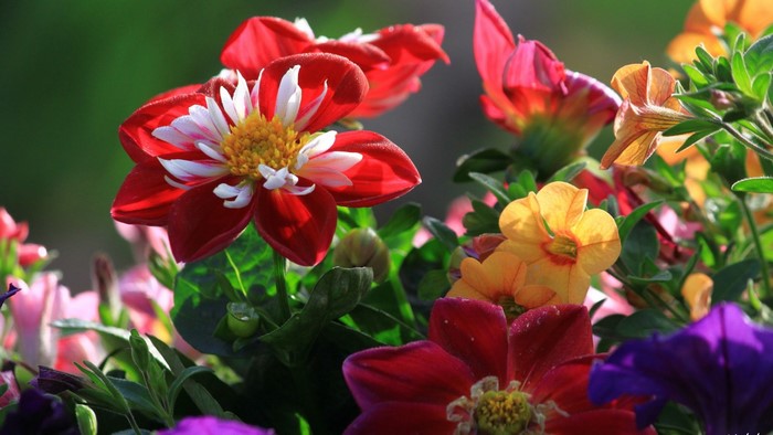 Close-up of red and white dahlia flowers
