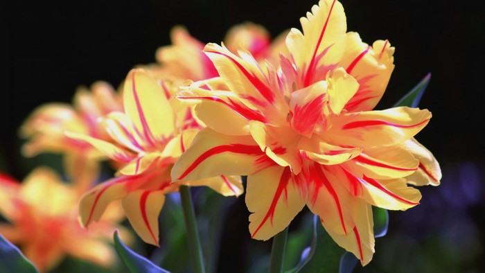 Yellow and red striped double tulips