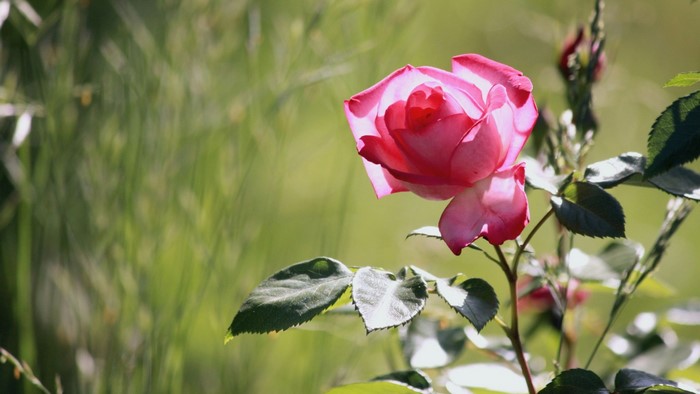 Pink rose flower in a garden