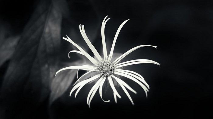 Black and White Flower with Thin Petals
