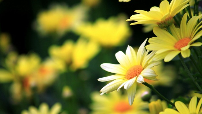 Yellow Chamomile Flowers