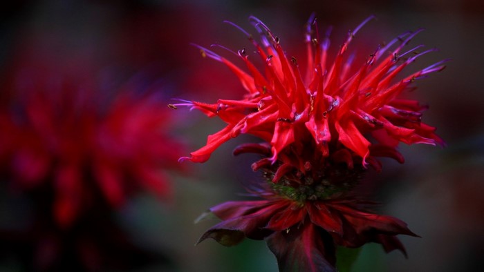 Red Bee Balm Flower Close-up