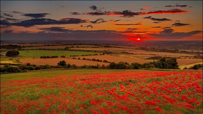 Poppy field at sunset over rolling hills