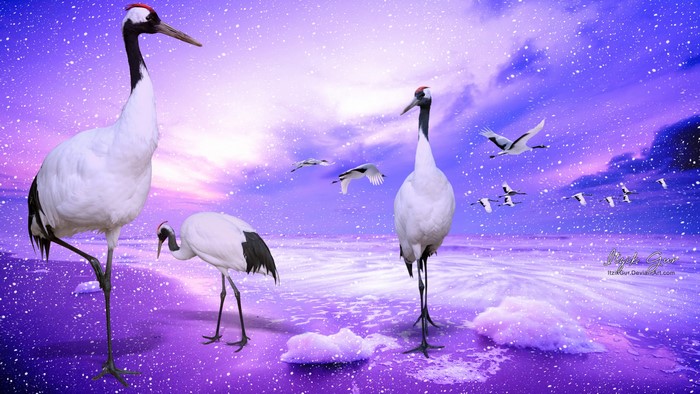 4K Cranes in Snowy Landscape