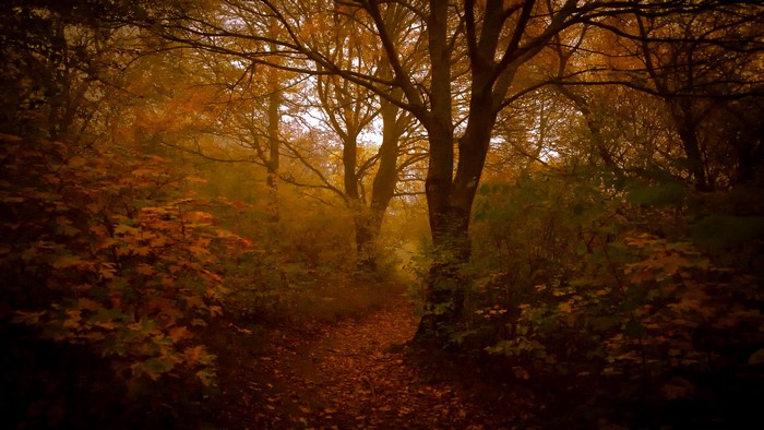 4K Autumn Forest Path
